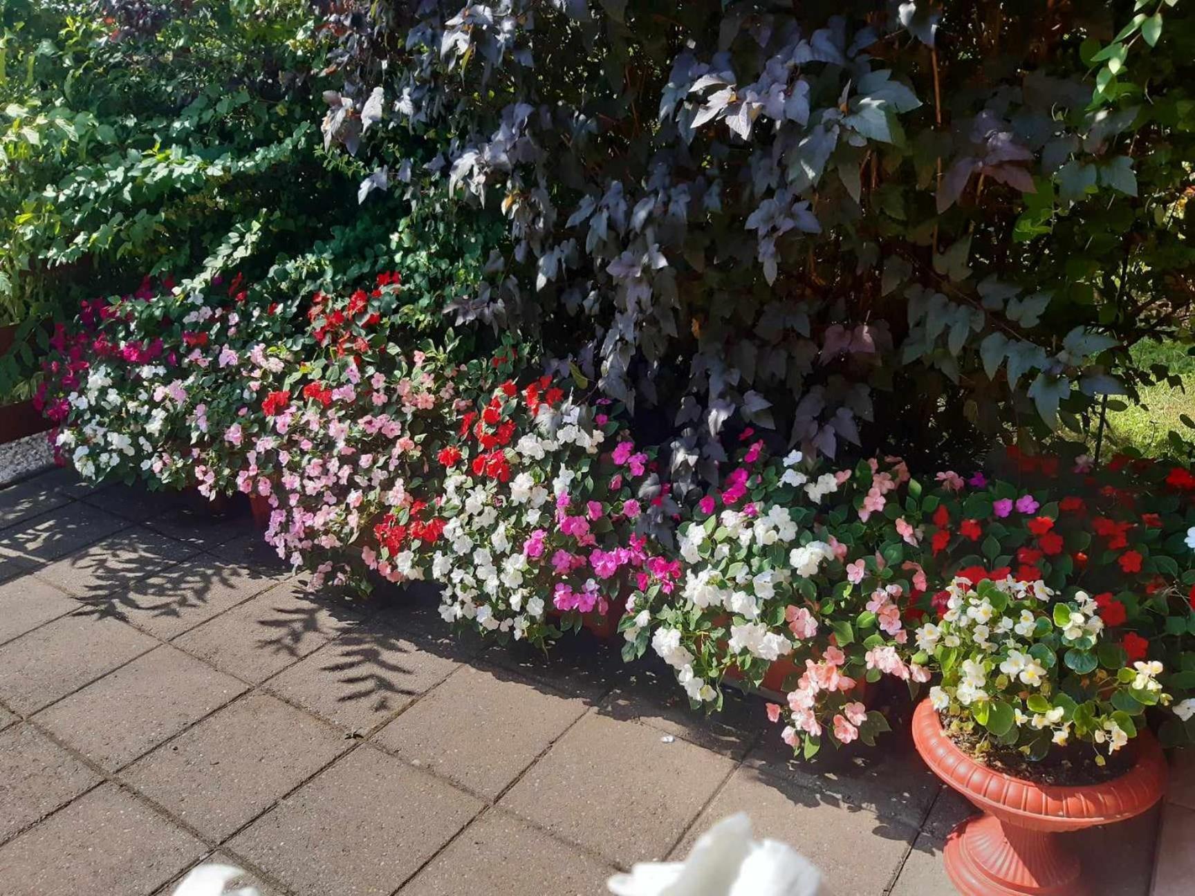 Gyoengyvirag Apartment Romhany Экстерьер фото
